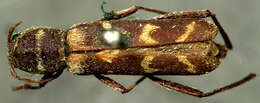 Image of Neoclytus torquatus Le Conte 1873