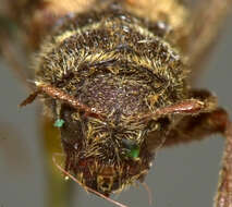 Image of Neoclytus torquatus Le Conte 1873