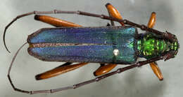 Image of Bumelia Borer