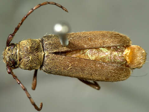 Image of Crossidius hirtipes allgewahri Le Conte 1878