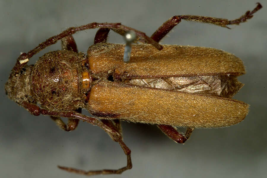 Image of Crossidius humeralis Le Conte 1858