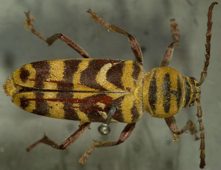 Image of Amorpha Borer