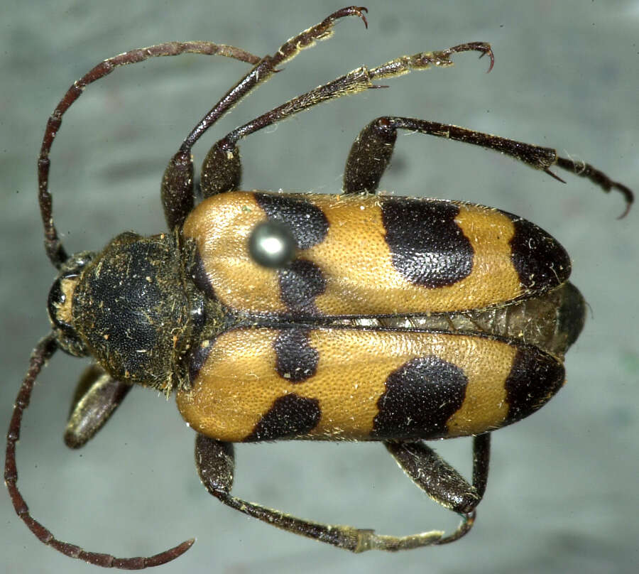 Image of Judolia instabilis (Haldeman 1847)