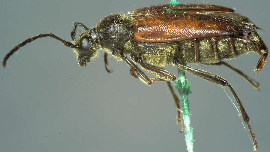 Image of Brachyleptura dehiscens (Le Conte 1859)