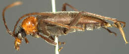 Image of Cortodera falsa (Le Conte 1859)