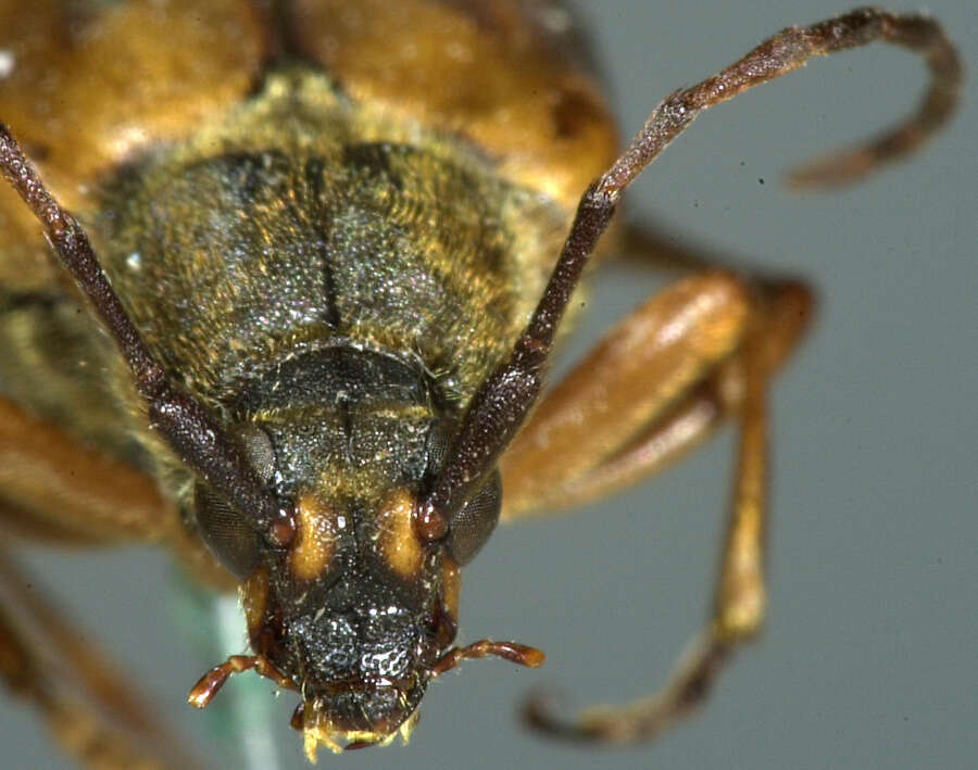 Image of Leptura obliterata (Haldeman 1847)