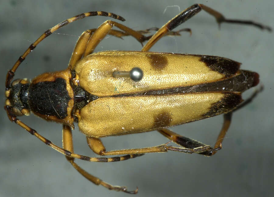 Image of Leptura obliterata (Haldeman 1847)