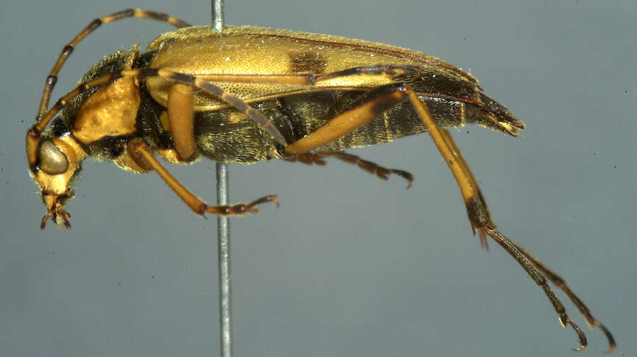 Image of Leptura obliterata (Haldeman 1847)