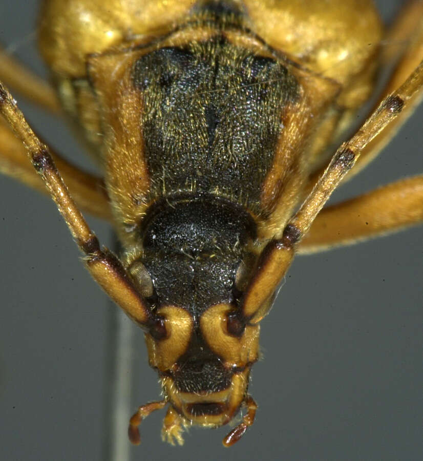 Image of Leptura obliterata (Haldeman 1847)