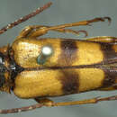 Image of Leptura obliterata soror Le Conte 1873