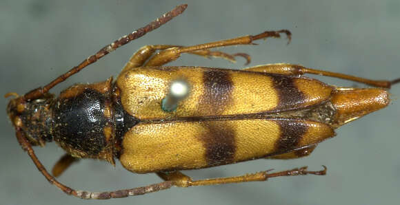 Image of Leptura obliterata soror Le Conte 1873