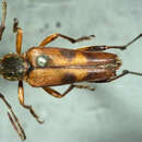 Image of Leptura obliterata deleta Le Conte 1850