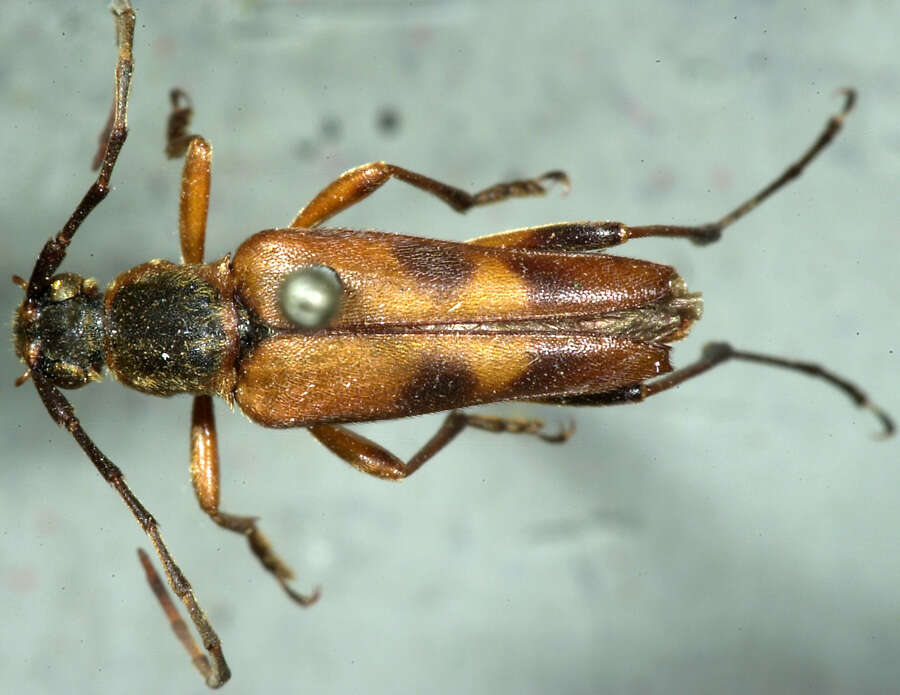 Image of Leptura obliterata deleta Le Conte 1850