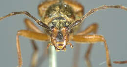 Image of Leptura obliterata deleta Le Conte 1850