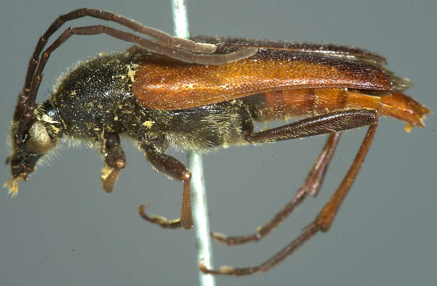 Image of Leptura plagifera Le Conte 1873