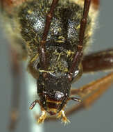 Image of Leptura plagifera Le Conte 1873