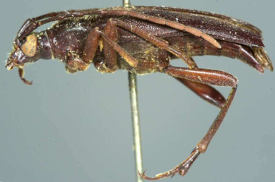 Image of Leptura anthracina Le Conte 1875