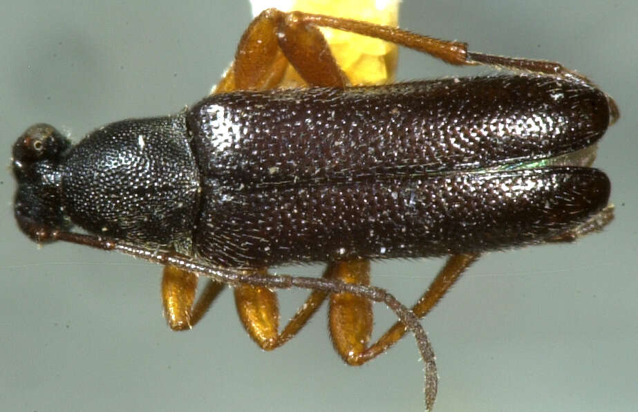 Sivun Grammoptera rhodopus (Le Conte 1874) kuva