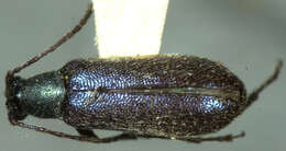 Image of Grammoptera molybdica (Le Conte 1851)
