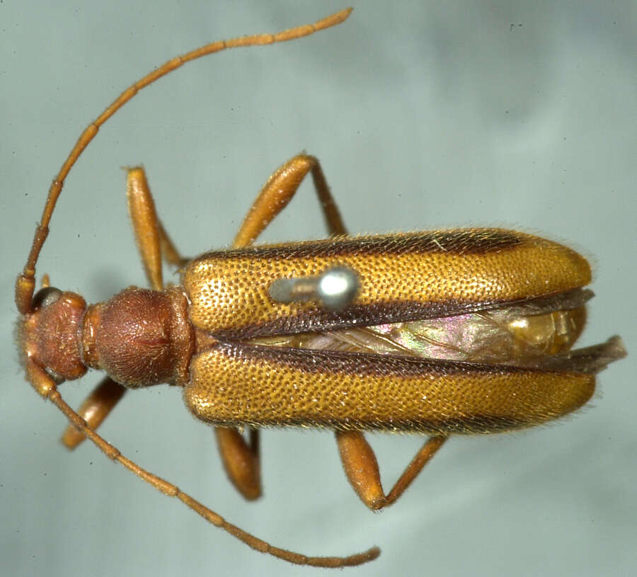 Image of Pidonia aurata (Horn 1860)