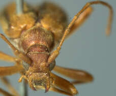 Image of Pidonia aurata (Horn 1860)