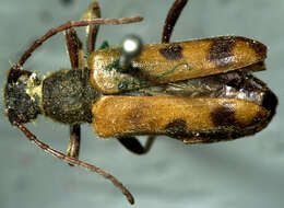 Image of Xestoleptura tibialis (Le Conte 1850)