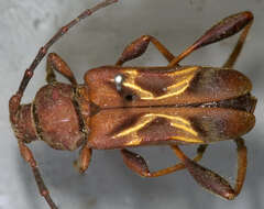 Image of Cypress Bark Borer