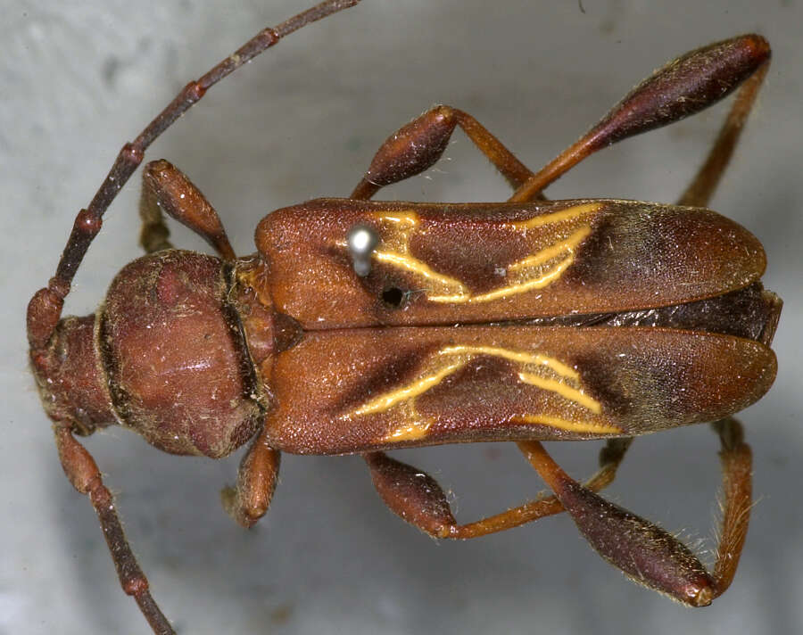 Image of Cypress Bark Borer