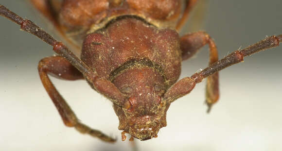 Image of Cypress Bark Borer