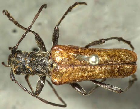 Image of Mottled Longhorned Beetle