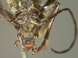 Image of Mottled Longhorned Beetle