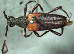 Image of Leptura mimica Bates 1884