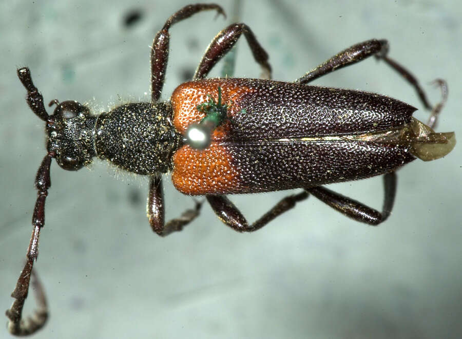 Image of Leptura mimica Bates 1884