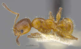 Image of <i>Temnothorax pergandei</i>