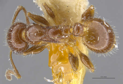 Image of <i>Temnothorax pergandei</i>