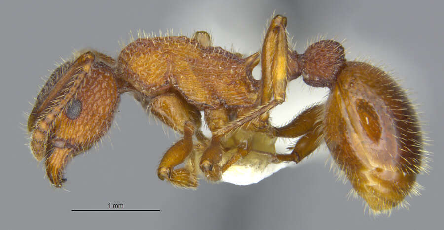 Image of Myrmica striolagaster Cole 1953