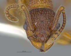 Image of Myrmica striolagaster Cole 1953