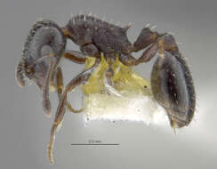 Image of <i>Temnothorax obliquicanthus</i>