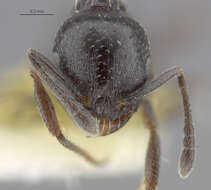 Image of <i>Temnothorax obliquicanthus</i>
