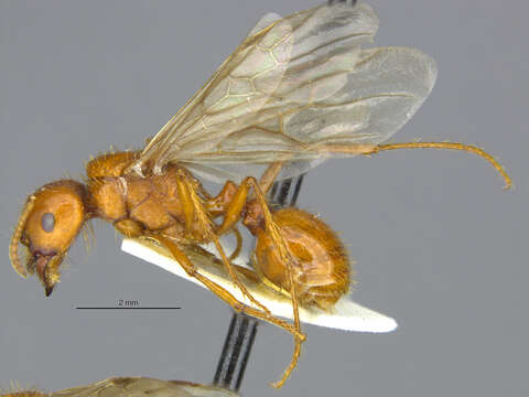 Image of Pogonomyrmex anergismus Cole 1954