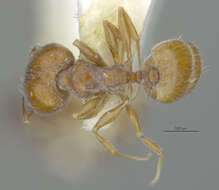 Image of Pheidole rugulosa Gregg 1959