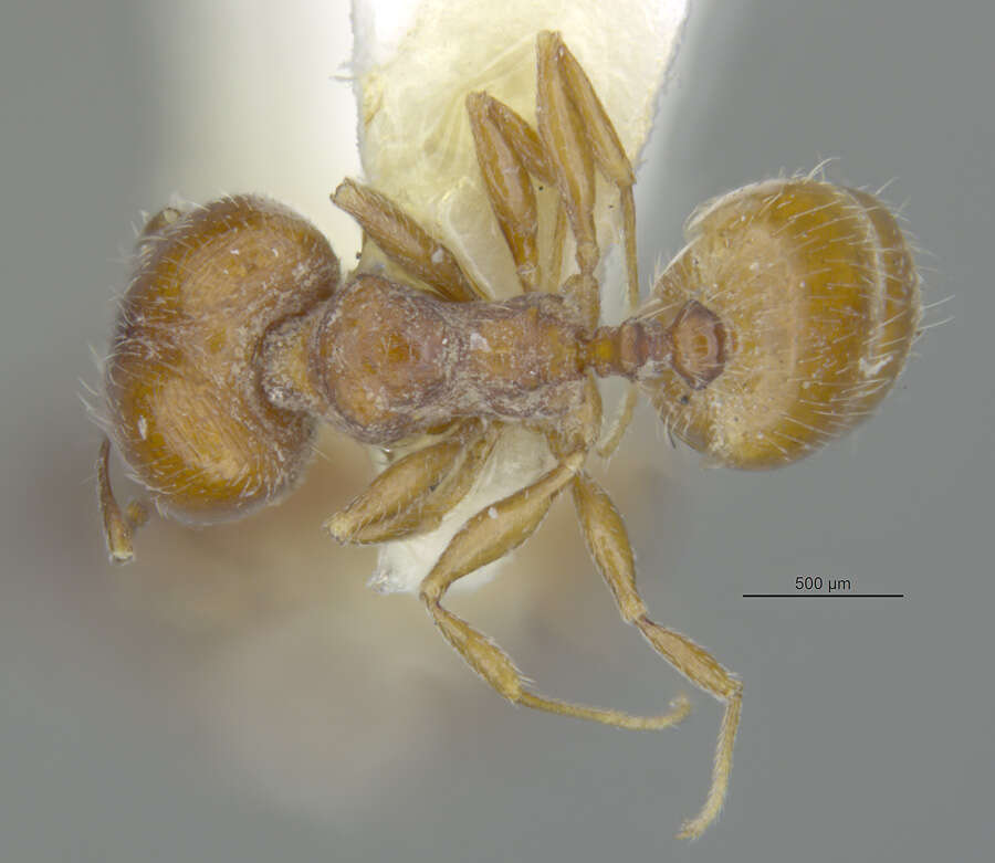 Image of Pheidole rugulosa Gregg 1959