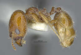 Image of Pheidole rugulosa Gregg 1959