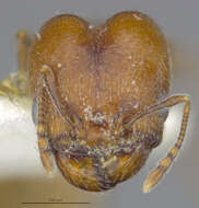 Image of Pheidole rugulosa Gregg 1959