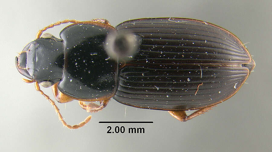 Plancia ëd Harpalus (Harpalus) herbivagus Say 1823