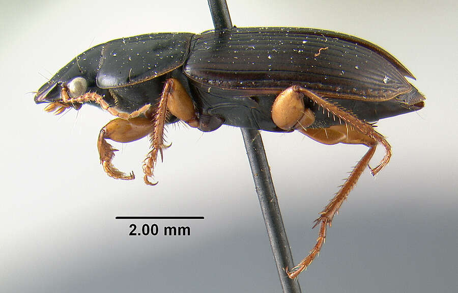 Plancia ëd Harpalus (Harpalus) herbivagus Say 1823