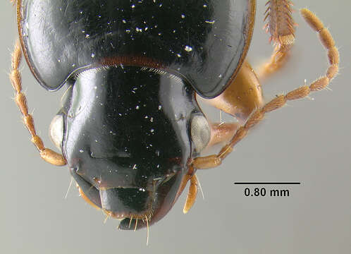 صورة Harpalus (Harpalus) herbivagus Say 1823