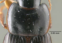 Plancia ëd Harpalus (Harpalus) herbivagus Say 1823