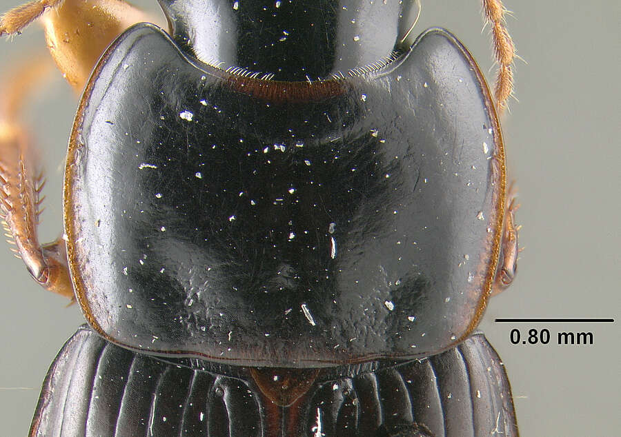 Plancia ëd Harpalus (Harpalus) herbivagus Say 1823