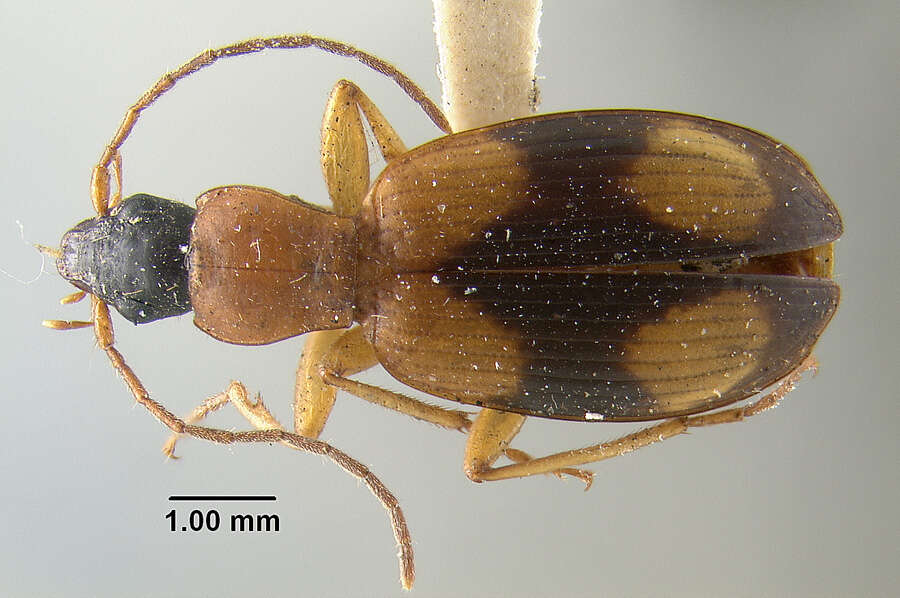 Sivun Agonum (Olisares) quadrimaculatum (G. Horn 1885) kuva